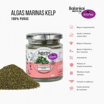 Algas marinas KELP